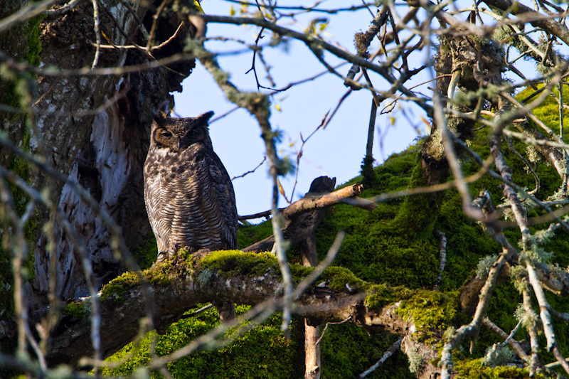 Great Horned Owl